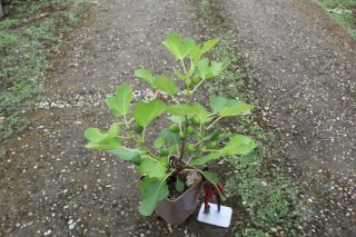 Pot 2 Litres hauteur 30/50 cm