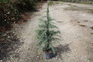 Pot 7.5L hauteur moyenne 80/100 cm (hors pot)