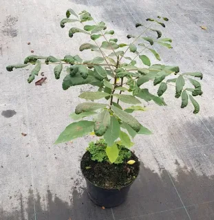 Pacanier à noix de pécan (Carya illlinoinensis) — jeune arbre caduc en pot de pépinière · Pot 3L Baliveau