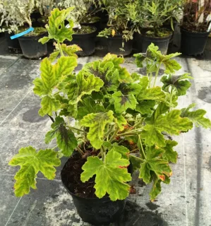 Géranium au parfum de menthe chocolat 'Chocolate' (Pelargonium tomentosum) — jeune plant au feuillage gaufré vert en pot · Pot 3L