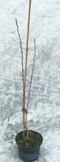 Amelanchier a feuilles d'aulne 'Prince william' (Amelanchier alnifolia) — jeune arbuste caduc en pot avec tuteur · Pot 2.5L Baliveau