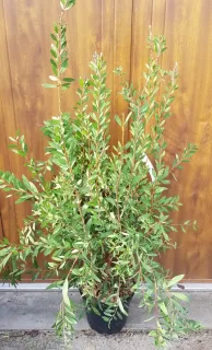 Rince-bouteille (Callistemon laevis) — arbuste buissonnant vert en pot devant cloison bois · Pot 8L Touffe