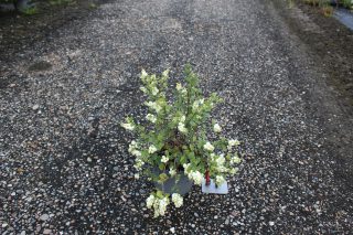 Pot 3L hauteur moyenne 40/60 cm (hors pot)