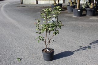 Pot 7.5L