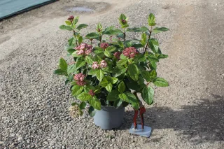 Viorne tin 'Lisarose' (Viburnum tinus) — arbuste en pot avec grappes de boutons roses · Pot 3L