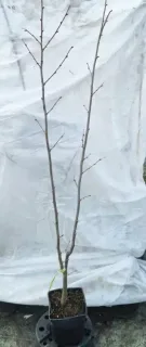 Noisetier 'Fertile de coutard' (Corylus avellana) — jeune arbuste à tiges nues sur fond clair · Pot 2.5L