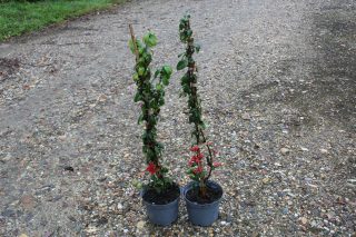 Pot 3L hauteur moyenne 60/80 cm (hors pot)