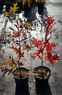 Chêne des marais (Quercus palustris) — deux jeunes plants en pot au feuillage rouge · Pot 2.5L