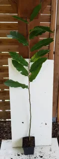 Châtaigner 'Marsol' (Castanea sativa) — jeune plant dressé en pot devant panneau · Pot 1.5L