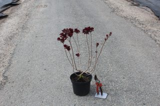Pot 3L hauteur moyenne 30/40 cm (hors pot)