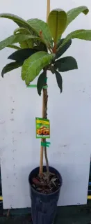 Néflier du japon 'Peluche' (Eriobotrya japonica) — jeune arbuste tuteuré en pot noir, étiquette colorée · Pot 8L Baliveau