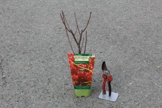 Pot 2L hauteur moyenne 20/40 cm (hors pot)