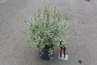 Pot 3L