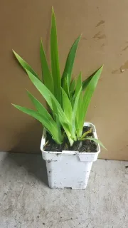 Iris de miles (Iris milesii) — jeune plant vert en pot plastique blanc · Pot 0.5L