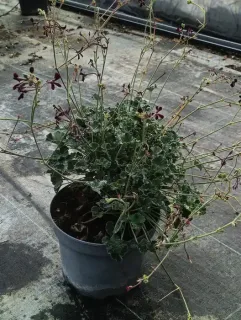Géranium rouge grenat (Pelargonium sidioïdes) — plante en pot gris, fines tiges fleuries pourpres · Pot 3L