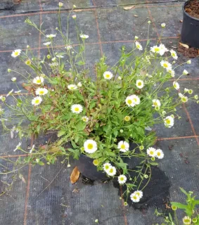 La Vergerette de Karwinski, Vergerette mucronée, Pâquerette des murailles ou Marguerite naine (Erigeron karvinskianus) — touffe de petites fleurs blanches en pot noir · Pot 2.5L