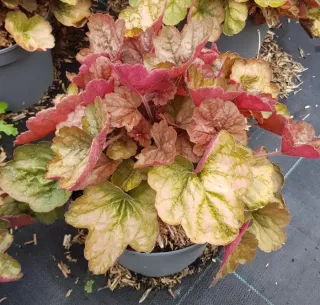 Heuchères 'Apricot®' (Heuchera) — feuillage abricot et vert dans un pot gris · Pot 3L