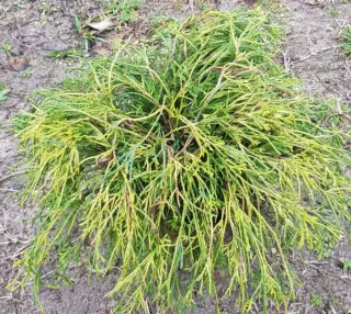 Cyprès sawara 'Sungold' (Chamaecyparis pisifera) — arbuste conifère buissonnant au feuillage vert et jaune · Pot 3L