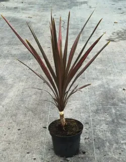 Cordyline 'Coral' (Cordyline australis) — jeune plant dressé au feuillage étroit bicolore · Pot 2.5L
