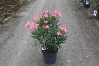 Pot 7.5L hauteur 60/80 cm