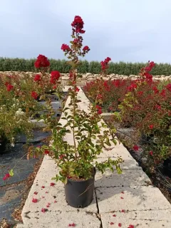 Lilas des indes 'Dynamite' (Lagerstroemia indica) — arbuste aux fleurs rouges en pot sur allée · Pot 7L