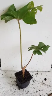 Aralie à papier de chine 'Rex' (Tetrapanax papyrifera) — jeune plant élancé sur motte nue, fond blanc · Godet