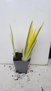 Iris pâle panaché de jaune 'Variegata aurea' (Iris pallida) — feuillage dressé vert et jaune en pot · Pot 0.5L