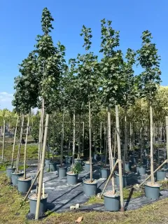 Érable plane (Acer platanoides) — alignement de jeunes arbres tuteurés en conteneurs · Pot 30L Tige 10/12