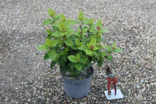 Laurier tin (Viburnum tinus) — jeune arbuste en pot avec boutons roses, sécateur · Pot 3L
