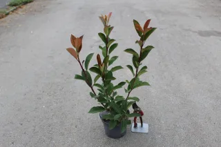 Photinia 'Red robin' (Photinia fraseri) — Pot 2L