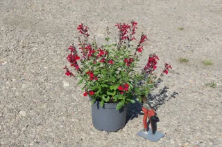 Sauge gregii 'Mirage cherry red rouge cerise' (Salvia gregii) — touffe fleurie rouge en pot sur gravier, sécateur · Pot 3L