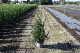 Pot 7.5L hauteur moyenne 125/150 cm (hors pot)