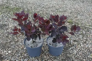 Arbre à perruque 'Royal purple' (Cotinus coggygria) — deux jeunes arbustes pourpres en pot plastique · Pot 3L