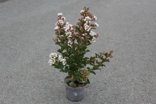 Pot 3L