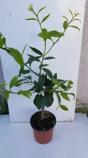 Citron vert (Citrus latifolia) — jeune arbuste à tige en pot plastique · Pot 1.5L Tige