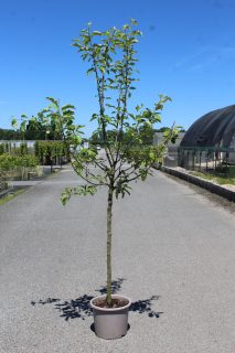 Pot 15L Formé en demi-tige (tige 130 cm) – Hauteur 175/200 cm (hors pot)