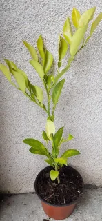 Bigarade 'Maroc sg' (Citrus aurantium) — jeune plant feuillu en pot de pépinière · Pot 1.5L