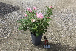 Rosier 'Sophie rochas' (Rosa hybrida) — arbuste à fleurs roses en pot sur gravier · Pot 3L