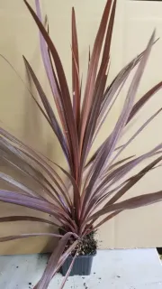 Cordyline 'Red Star' (Cordyline australis) — touffe de longues feuilles étroites dressées et arquées · Godet