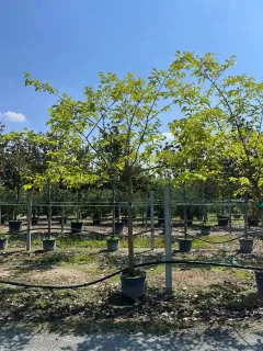 Mûrier platane sans fruit (Morus kagayamae) — arbre en pot dans une pépinière extérieure · Pot 90L Tige 20/25