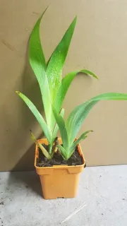 Iris bambou (Iris confusa) — jeune plant vert en pot carré plastique · Pot 0.5L