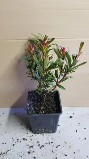 Arbousier, Arbre aux fraises Mercurius — jeune plant ramifié en pot plastique noir · Pot 1.5L Touffe