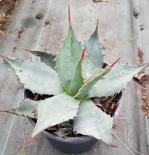 Agave havardiana — rosette compacte aux feuilles épaisses bordées d'épines rouges · Pot 2.5L
