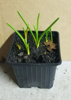 Muscari d'aucher 'Ocean magic' (Muscari aucheri) — jeunes pousses vertes dans pot noir de pépinière · Godet