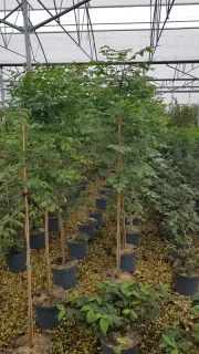 Savonnier de Chine (Koelreuteria paniculata) — rangée de jeunes arbres tuteurés en conteneurs plastiques · Pot 8L Baliveau