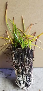 Lis zéphyr (Zephyranthe candida) — motte racinaire avec longues feuilles fines vertes