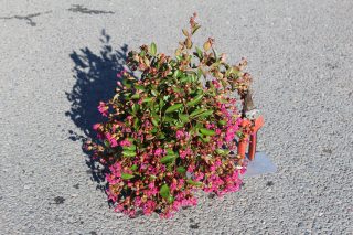 Pot 3L