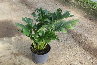 Pot 5L