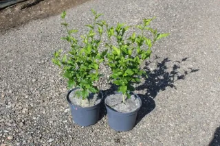 Althéa 'Oiseau bleu' (Hibiscus syriacus) — deux jeunes arbustes verts en pots sur gravier · Pot 3L