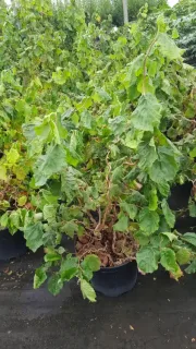 Noisetier tortueux nain 'Jww9' (Corylus avellana) — arbuste tortueux au feuillage dense en pot · Pot 8L Touffe